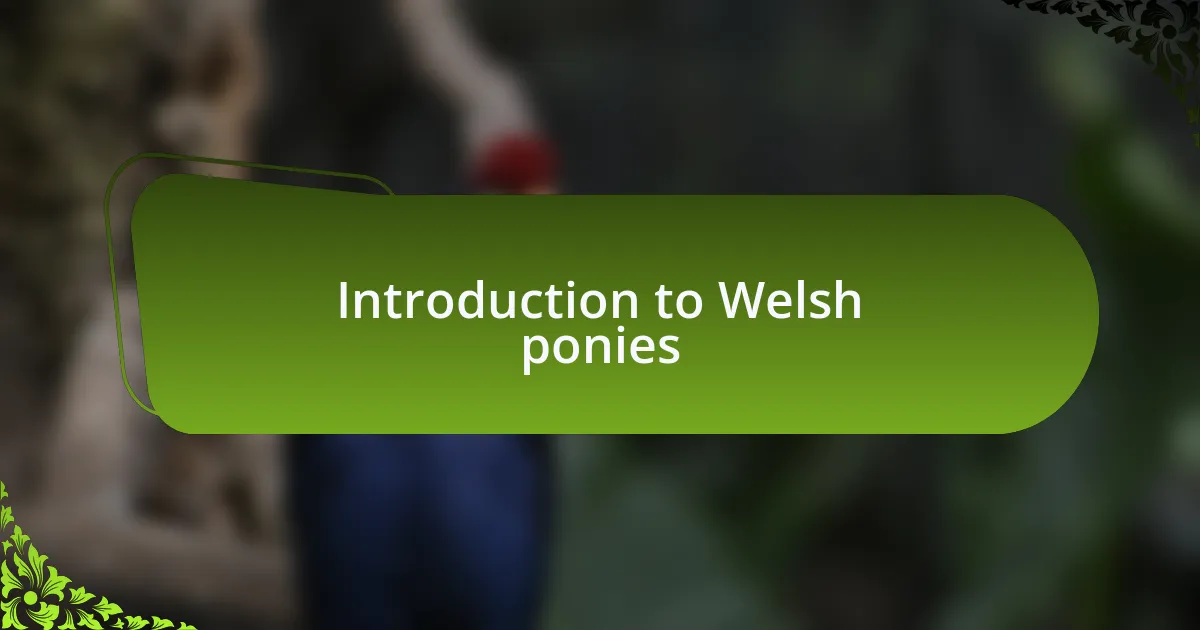 Introduction to Welsh ponies